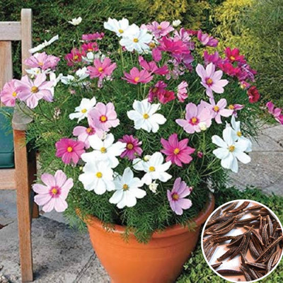 Greenfall Cosmos Mixed Colour Premium Seeds - Pack Of 32 Seeds Seed(30 per packet)
