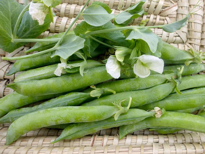 Qualtivate HYB-1A Pea Shelling Green Arrow Seed(200 per packet)