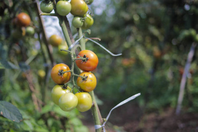 EyePlex tomato Seed(155 per packet)