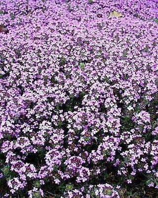 Qualtivate ICRA6-A Thymus Minus - World's Smallest Thyme Seed(50 per packet)