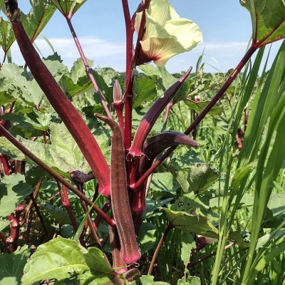 DHENU PRASAD 2114 Hybrid f1 Red Indo Agri Radhika Okra, Bhindi, Lady Finger Seed(2114 per packet)