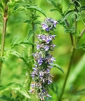 CYBEXIS TLX-41 - JAPANESE CATNIP - (13500 Seeds) Seed(13500 per packet)