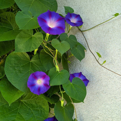 ibains Morning glory mixed seeds Seed(15 per packet)