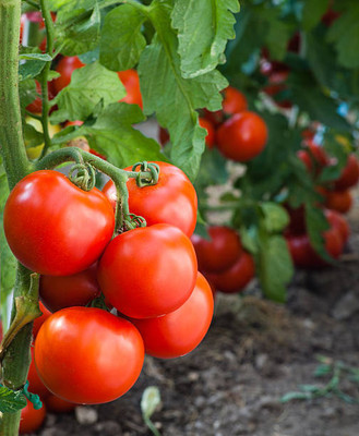 ARYAN EVERGREEN tomato Seed(35 per packet)