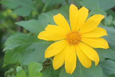 XOLDA Exotic tithonia Seed(30 per packet)