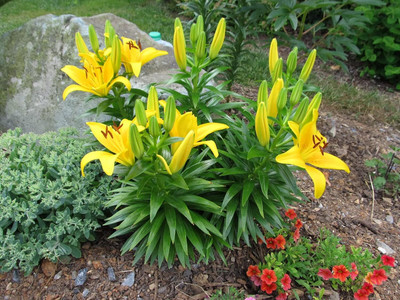 Cloud Farm Lily Plant Seed(1 per packet)