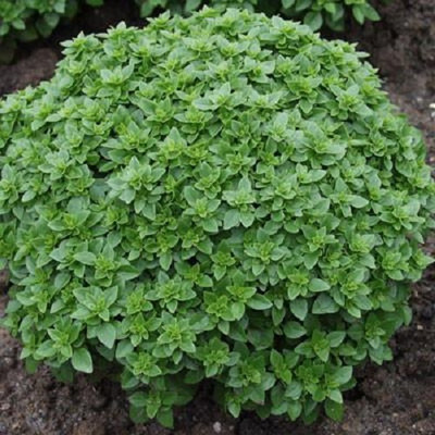Qualtivate VVI-16 Boxwood Basil Seeds Seed(1000 per packet)