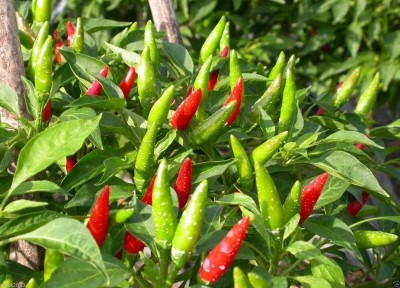 Qualtivate XXX-8A Vietnamese Chilli Seed(300 per packet)