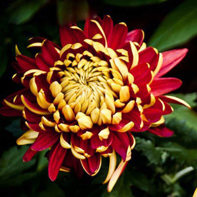 CYBEXIS Red Yellow Chrysanthemum Flower Plant Seeds Morifolium Seed(25 per packet)
