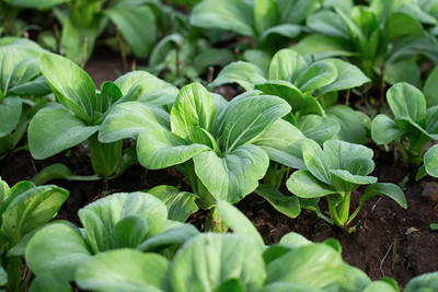 WILLVINE MAH -VI Pak Choi, Pok Choi, Chinese Cabbage [50g] Seed(15000 per packet)