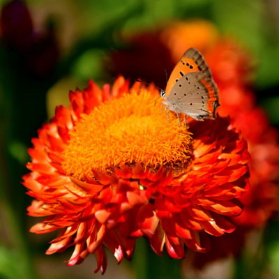 Aywal Helichrysum Mixed Seed(100 per packet)