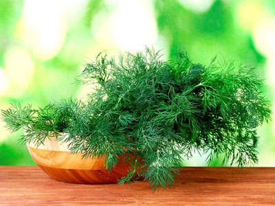 VibeX ® VXI-178 Fernleaf Dill Seeds Seed(500 per packet)