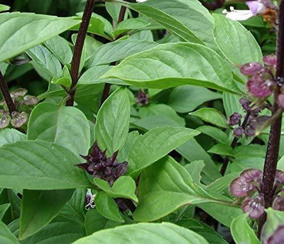 CYBEXIS ATS-16 - Sweet Large Leaf Thai Basil - (1500 Seeds) Seed(1500 per packet)