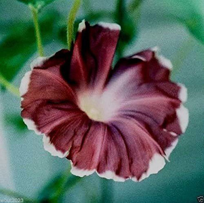 CYBEXIS Chocolate-Morning Glory (Ipomoea Nil Chocolate) Seed(50 per packet)