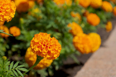 Ilyas marigold/gende ka phool flower seeds Seed(75 per packet)