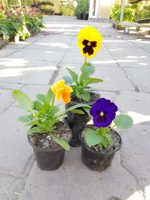 XOLDA Exotic viola Seed(15 per packet)