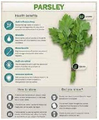 CYBEXIS LX-81 - Parsley Italian Dark Green Flat Leaf - (2250 Seeds) Seed(2250 per packet)