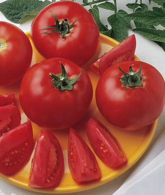 Qualtivate PUAS-8A Bush Early Girl' Hybrid Slicer Tomato Seed(300 per packet)