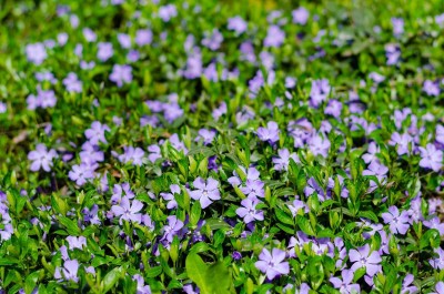 Audhav VInca F1 Hybrid Multicolor Flower Seeds For Kitchen Garden Seed(50 per packet)