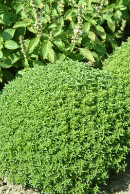Qualtivate VXI-6 Fine Bush Basil Minette Seed(1000 per packet)