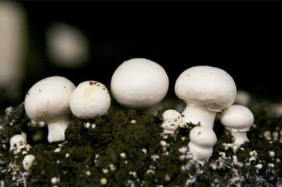 rrr Button mushroom seed,Healthy,Vegetable Seed(200 g)