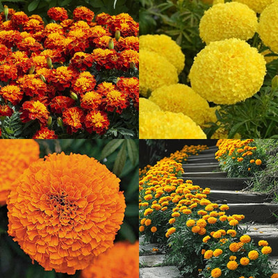 ibains Genda phool seeds hybrid bij 37 Seed(37 per packet)