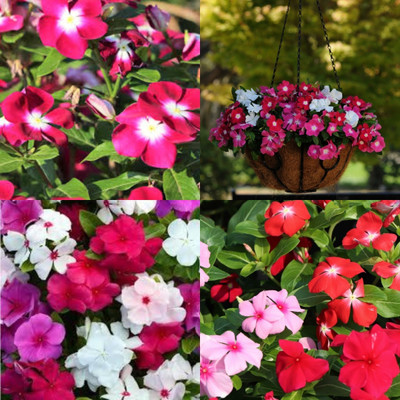 ibains Vinca flower seeds hybrid mix bij 37 Seed(37 per packet)