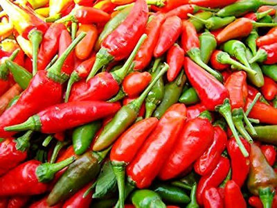 Qualtivate HUA-6A Heirloom Non-GMO Tabasco Type Spicy Chilli Seed(300 per packet)