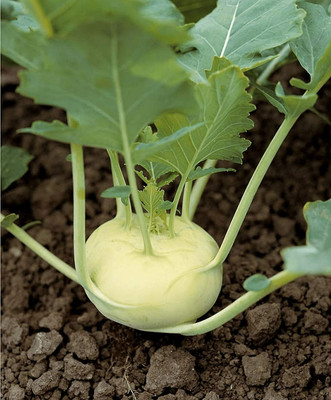CYBEXIS Knol Khol Seeds2000 Seeds Seed(2000 per packet)
