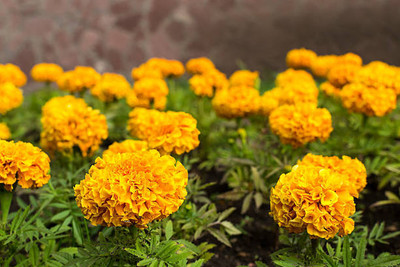 cauliflower marigold,gende ka phool seeds Seed(22 per packet)