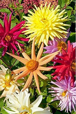 LPR DAHLIA Seed(20 per packet)
