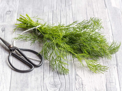 CYBEXIS LX-47 - Dill Fernleaf - (250 Seeds) Seed(250 per packet)