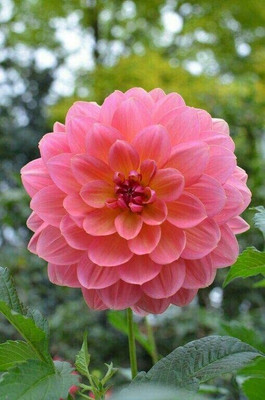 GREENSEA Dahlia mixed Flower Seed(21 per packet)