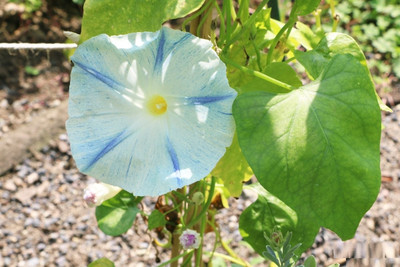 ZIXA Ipomoea purpurea ‚Night‘ Seed(10 per packet)