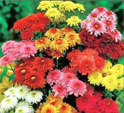 CYBEXIS F1 Hybrid Seeds Chrysanthemum Seed(1 g)
