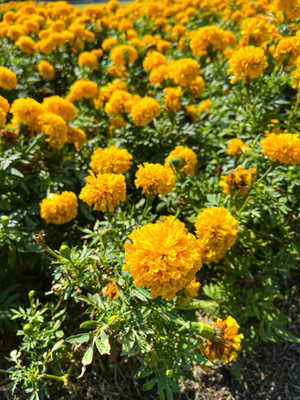RuelandSteve marigold/gende ka phool flower seeds Seed(50 per packet)