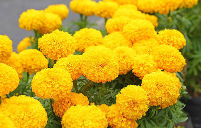 THAMMAR marigold/gende ka phool flower seeds Seed(25 per packet)