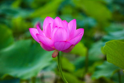 Hybrid pumpkin lotus,kamal gatta Seed(15 per packet)
