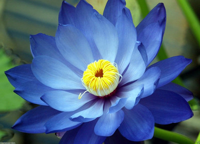 CRGO ™ XII-770 Lotus Flower Mixed Colour Seeds Seed(30 per packet)