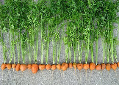 VibeX LXI-284 Parisian Carrot,French Seeds Seed(500 per packet)