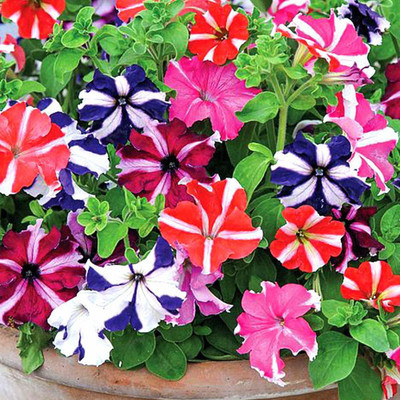 CRGO PETUNIA Seed(60 per packet)