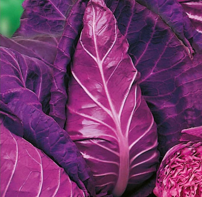 WILLVINE ROX -VI Red Kalibos Giant Cabbage [5g] Seed(1500 per packet)