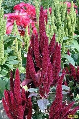 Epazo Amaranthus Mixed Color Hybrid Flower Seeds For All Season Seed(12 per packet)