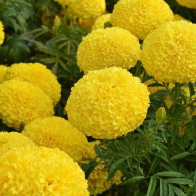 ALPINE HYBRID SEEDS Garden Flower African, Marigold/Gainda Seed(50 per packet)