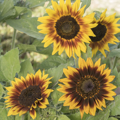 Sunway Ring of Fire Sunflower Surajmukhi Seed(30 per packet)