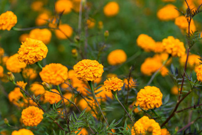 BASF marigold/gende ka phool flower seeds Seed(50 per packet)
