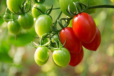 Farmonix tomato Seed(80 per packet)