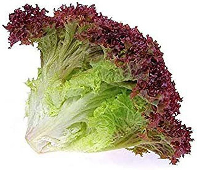 MAA Lettuce, Iceberg Seed(25 per packet)