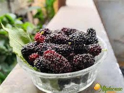 Oliver MULBERRY (shshatoot) fruit seeds Seed(117 per packet)