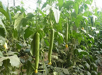 Qualtivate HYB-8A Luffa Sponge Gourd Non-GMO Heirloom Seeds Seed(50 per packet)